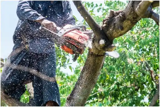 tree services Roaring Spring